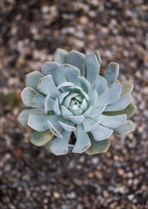 engagement ring in succulent Kaitlyn Ferris engaged 
