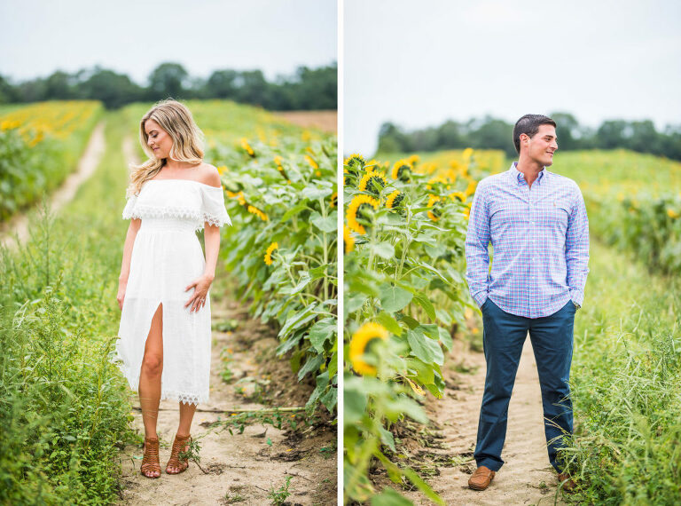 separate portraits romantic engagement sunflower field