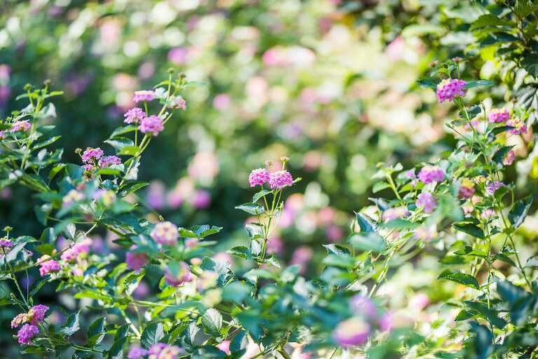 purple flower details Kaitlyn Ferris photography garden wedding