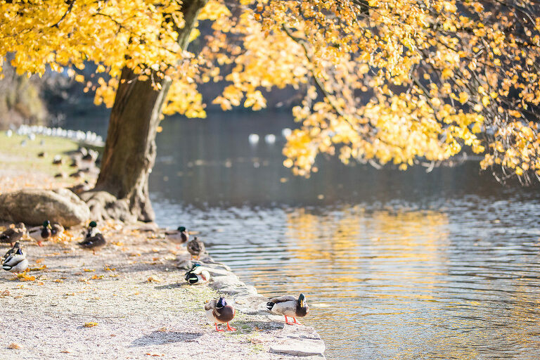 Fall Foliage Engagement Session Kaitlyn Ferris Photography Long Island Wedding and Engagement Photographer