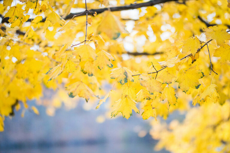 Fall Foliage Engagement Session Kaitlyn Ferris Photography Long Island Wedding and Engagement Photographer